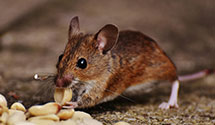 24 Hour & Emergency Exterminators in Buckeye Lake, OH